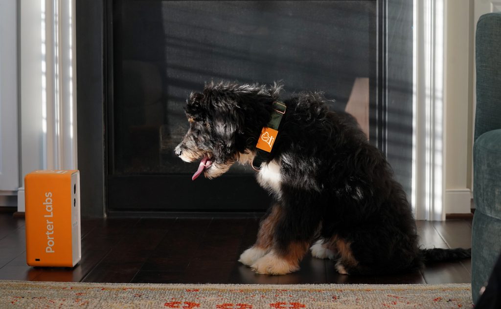 Black, white, and brown dog wearing collar and looking at treat dispenser